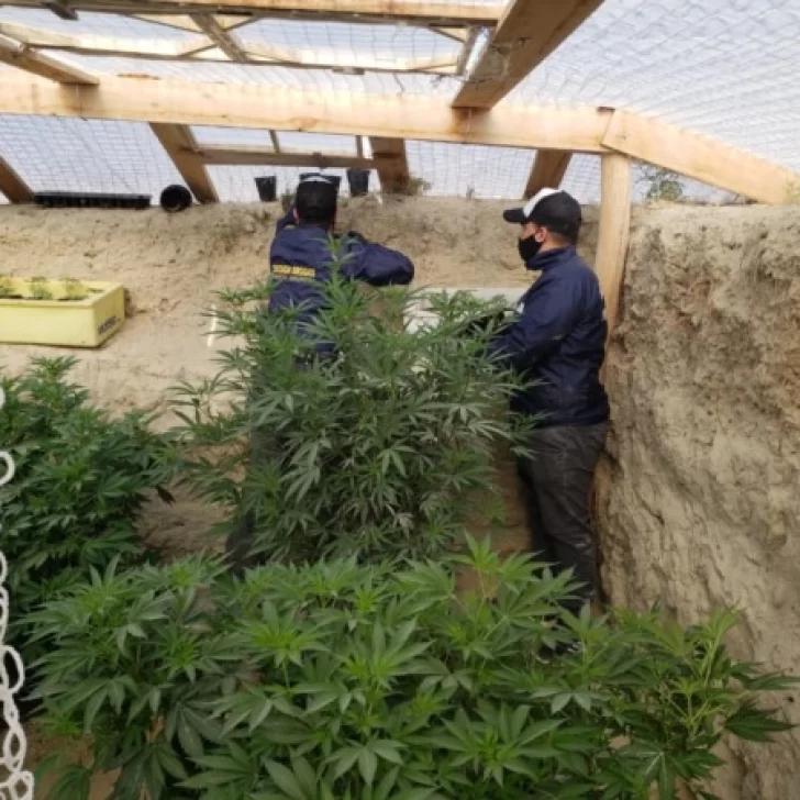 Descubrieron un vivero de cultivo de marihuana subterráneo en el terreno de un taxista Descubrieron un vivero de cultivo de marihuana subterráneo en el terreno de un taxista