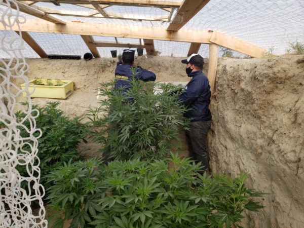 Descubrieron un vivero de cultivo de marihuana subterráneo en el terreno de un taxista