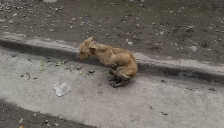 Miles de perros callejeros duermen otra vez a la intemperie con frío extremo en Río Gallegos