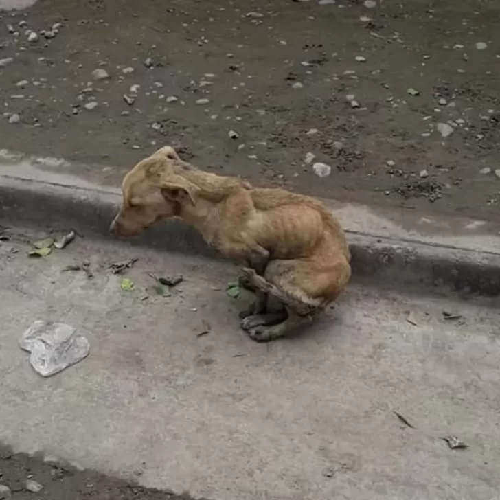 Miles de perros callejeros duermen otra vez a la intemperie con frío extremo en Río Gallegos Miles de perros callejeros duermen otra vez a la intemperie con frío extremo en Río Gallegos