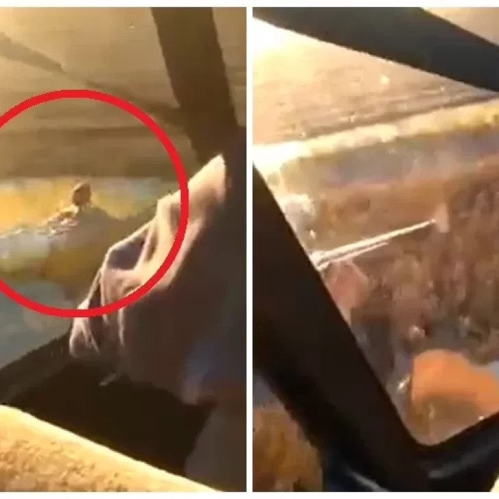 Video. Cuatro hombres se filmaron cazando jabalíes desde un helicóptero y lo publicaron en las redes sociales