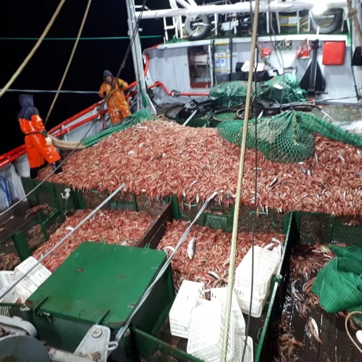 La empresa Vieira ya procesa langostino en su planta de Puerto Deseado