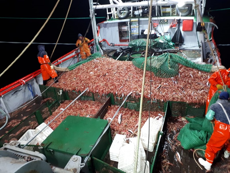 La empresa Vieira ya procesa langostino en su planta de Puerto Deseado