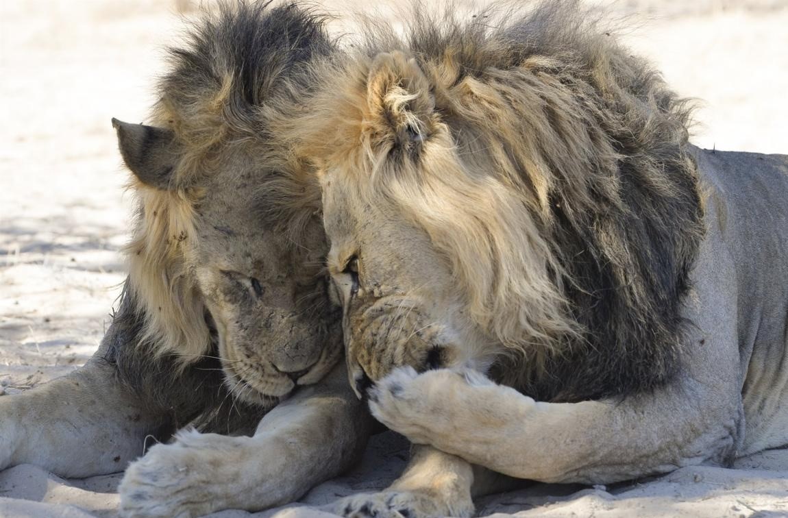 Ocho leones contrajeron coronavirus en un zoológico de India