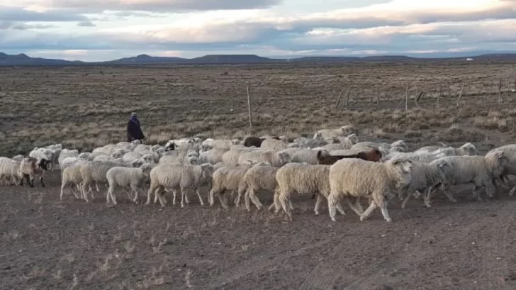 Nación no asignó aún presupuesto para la denominada “Ley Ovina”