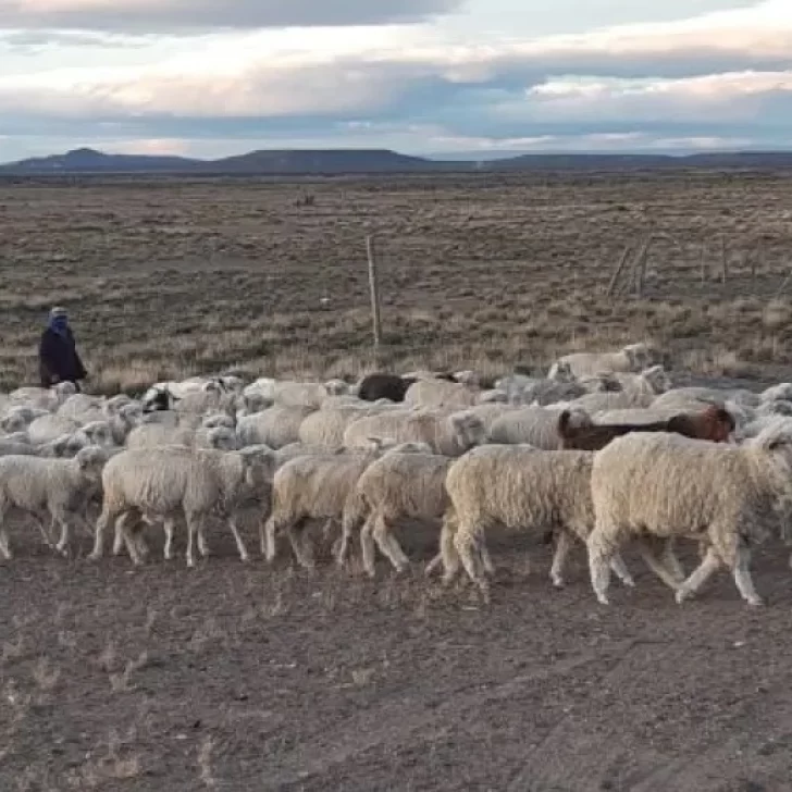 Nación no asignó aún presupuesto para la denominada “Ley Ovina”