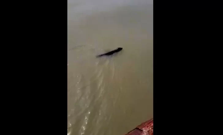 Video. Un lobito marino apareció nadando en la costanera de Río Gallegos