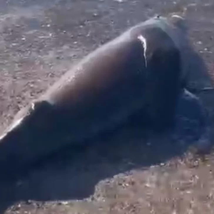 Indignación: un pescador mató de un feroz golpe a un lobo marino y será imputado