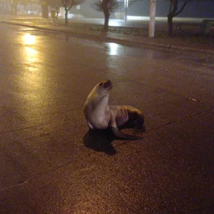 Rescataron otros dos lobos marinos que aparecieron en zonas urbanas 