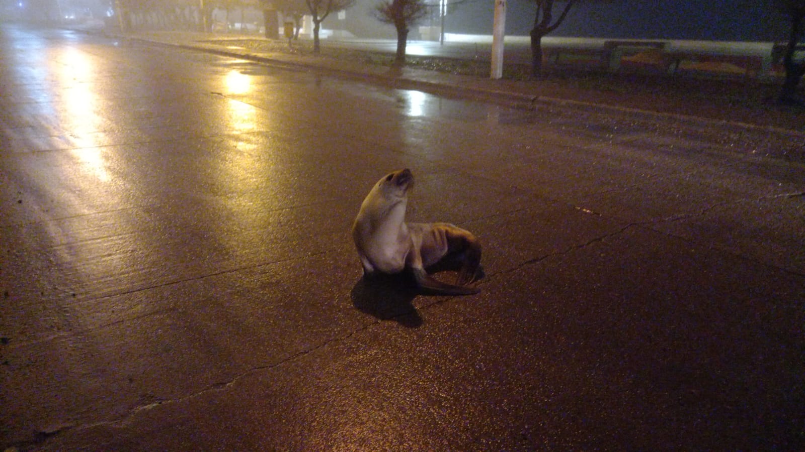 Rescataron otros dos lobos marinos que aparecieron en zonas urbanas 