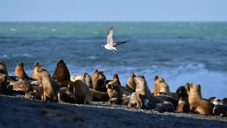 Gripe aviar: habilitan el acceso a una playa pública de la Patagonia