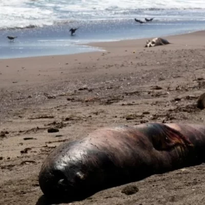 Encontraron 90 lobos marinos muertos por gripe aviar en una playa de Chubut Encontraron 90 lobos marinos muertos por gripe aviar en una playa de Chubut