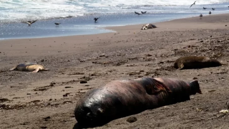 Encontraron 90 lobos marinos muertos por gripe aviar en una playa de Chubut