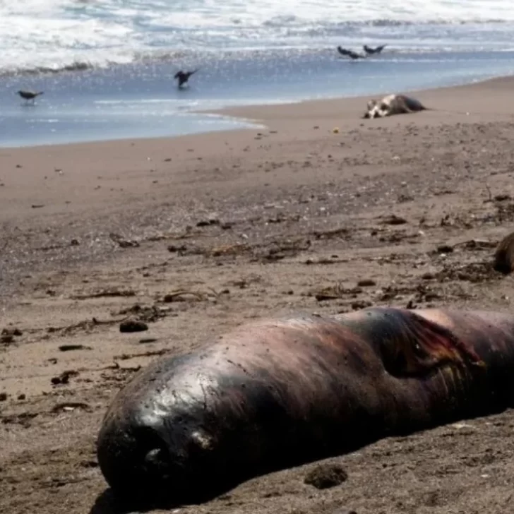 Encontraron 90 lobos marinos muertos por gripe aviar en una playa de Chubut