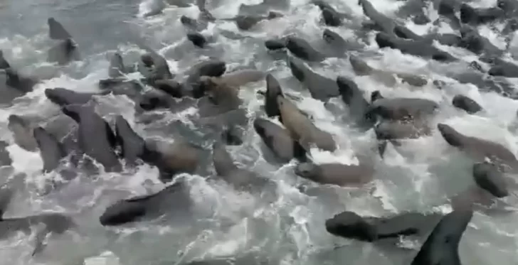 Video. Miles de lobos marinos intentaron subir a un buque pesquero para escapar de las orcas
