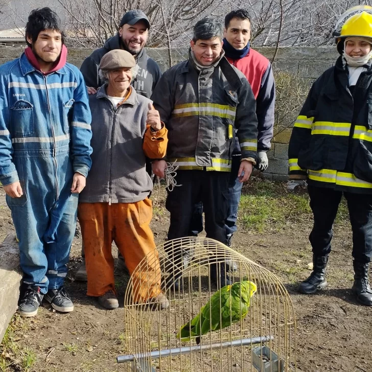 Apareció Cachu, el loro perdido en el barrio Evita: estaba en un árbol a gran altura