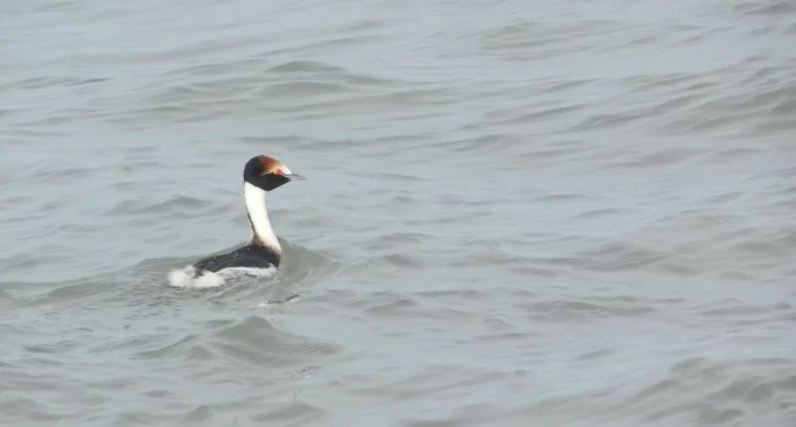 Llegaron los primeros Maca Tobiano al estuario de Río Gallegos