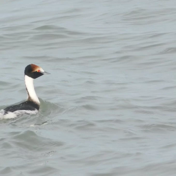 Llegaron los primeros Maca Tobiano al estuario de Río Gallegos
