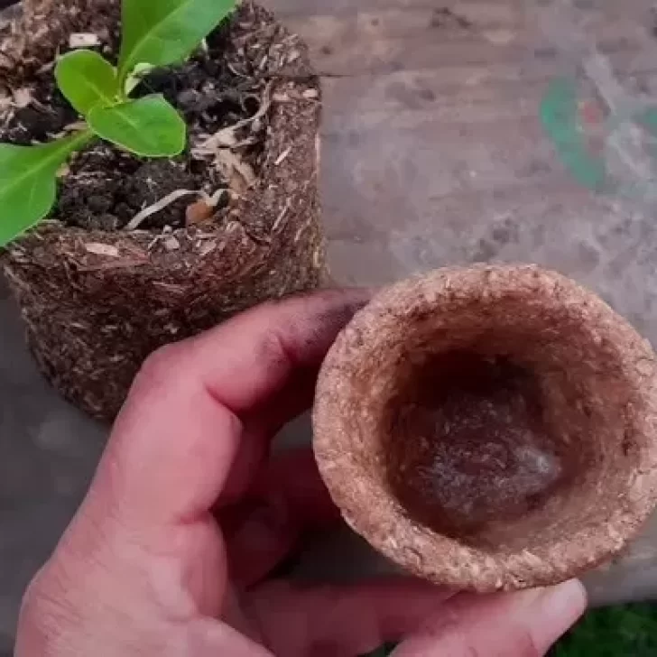 Cómo hacer maceteros biodegradables con yerba mate
