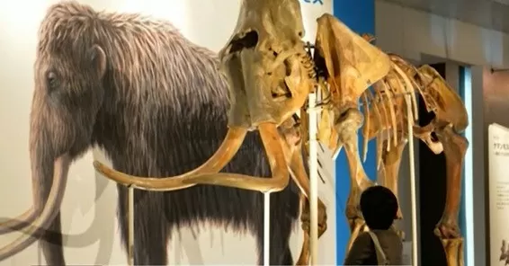 Estudian regenerar una especie de mamut peludo extinguido
