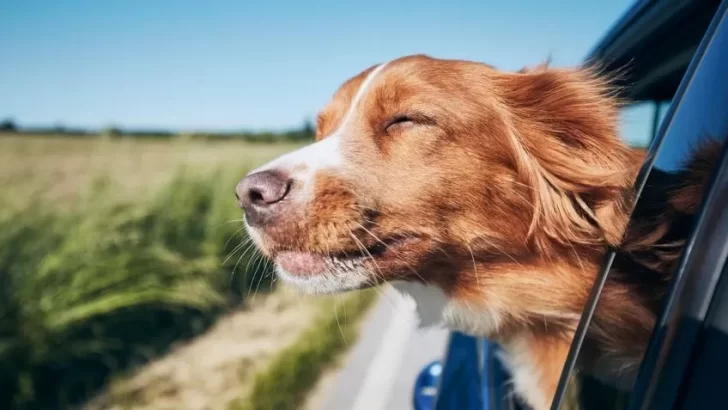 Día del Animal: ¿por qué se celebra el 29 de abril?