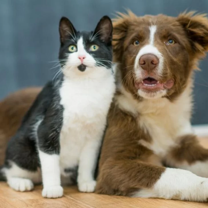 Día del Animal: ¿por qué se celebra el 29 de abril?