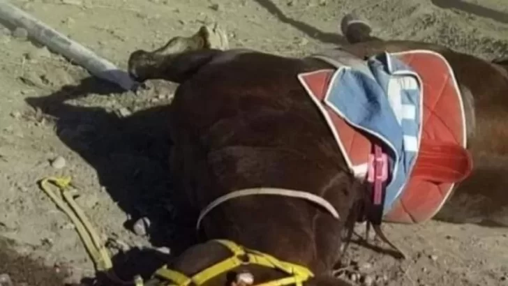 Le dieron cocaína a un caballo de carrera, llegó primero y murió
