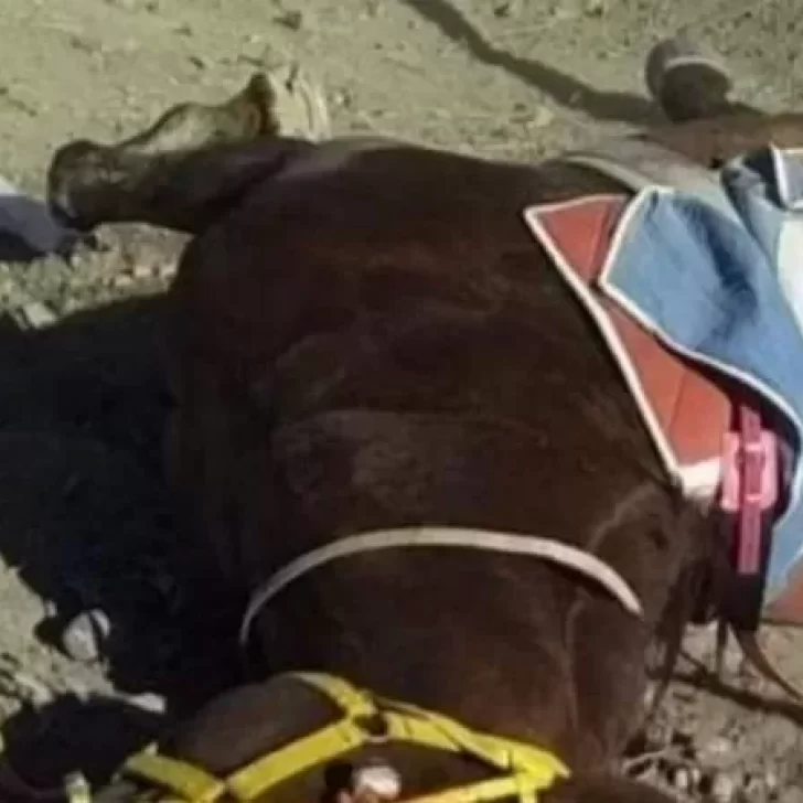 Le dieron cocaína a un caballo de carrera, llegó primero y murió