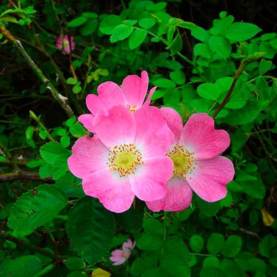 Todos los secretos de la rosa mosqueta que nadie te contó Todos los secretos de la rosa mosqueta que nadie te contó