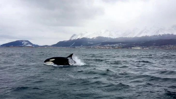 Willy llegó a Tierra del Fuego: mirá el increíble salto de las orcas que visitaron Ushuaia