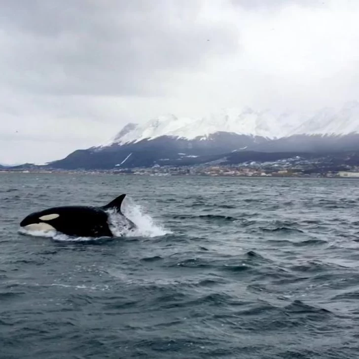 Willy llegó a Tierra del Fuego: mirá el increíble salto de las orcas que visitaron Ushuaia