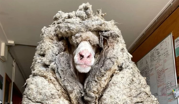 Video. Encuentran una oveja perdida con 35 kilos de lana, la esquilan y le salvan la vida