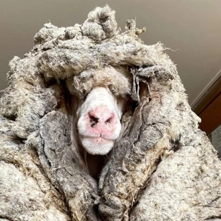 Video. Encuentran una oveja perdida con 35 kilos de lana, la esquilan y le salvan la vida