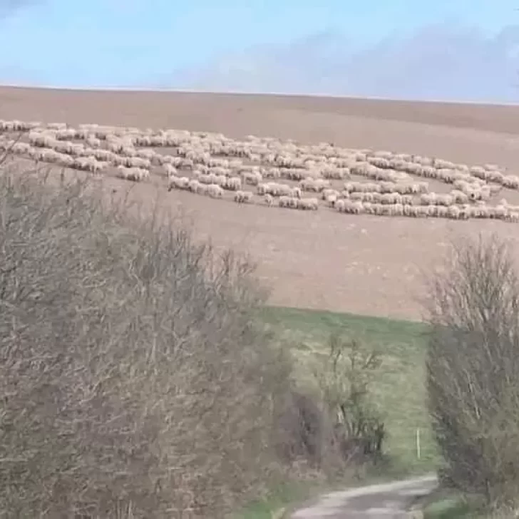 ¿Qué pasa con las ovejas que dan vuelta en círculo?: ahora reportan casos en Reino Unido 