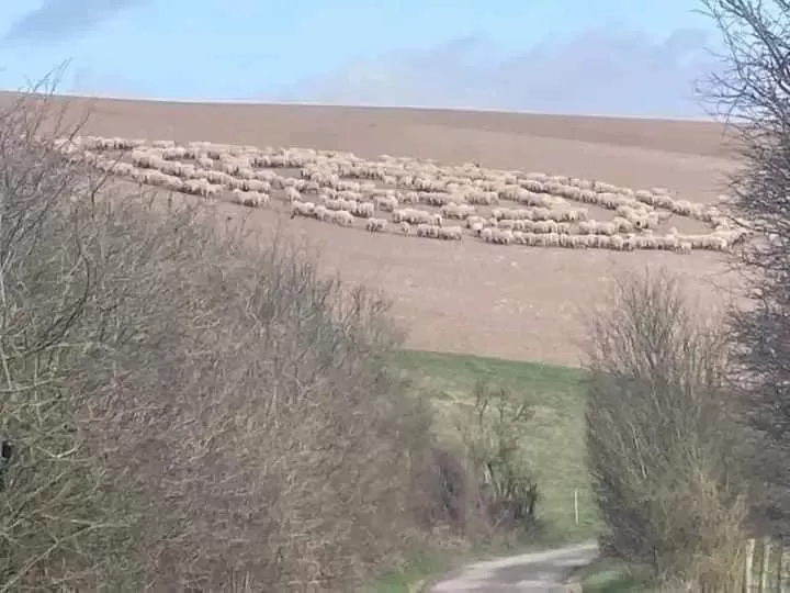 ¿Qué pasa con las ovejas que dan vuelta en círculo?: ahora reportan casos en Reino Unido 