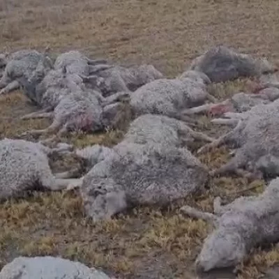 Más de 100 ovinos aparecieron muertos en un campo de Chubut