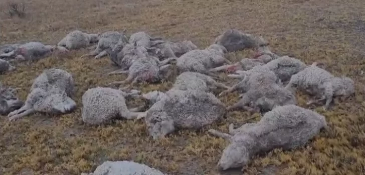 Más de 100 ovinos aparecieron muertos en un campo de Chubut