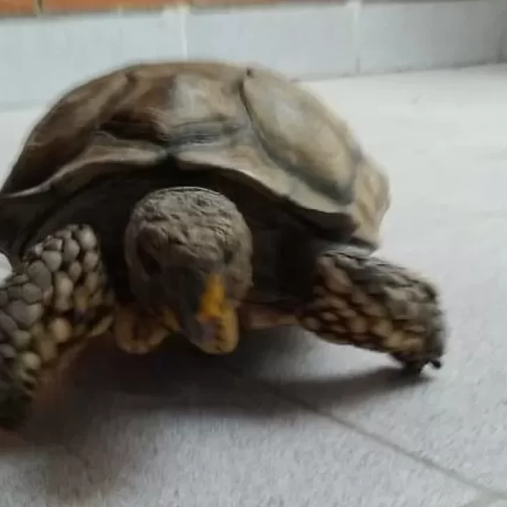 El tortugo “Pancho” lleva dos días perdido: “Lo extrañamos”