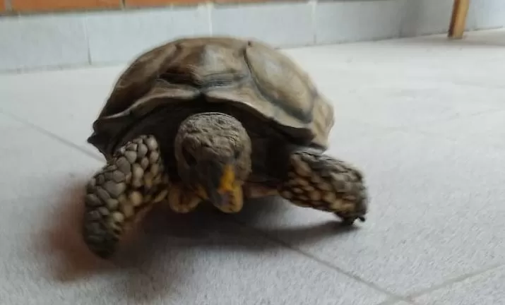 El tortugo “Pancho” lleva dos días perdido: “Lo extrañamos”