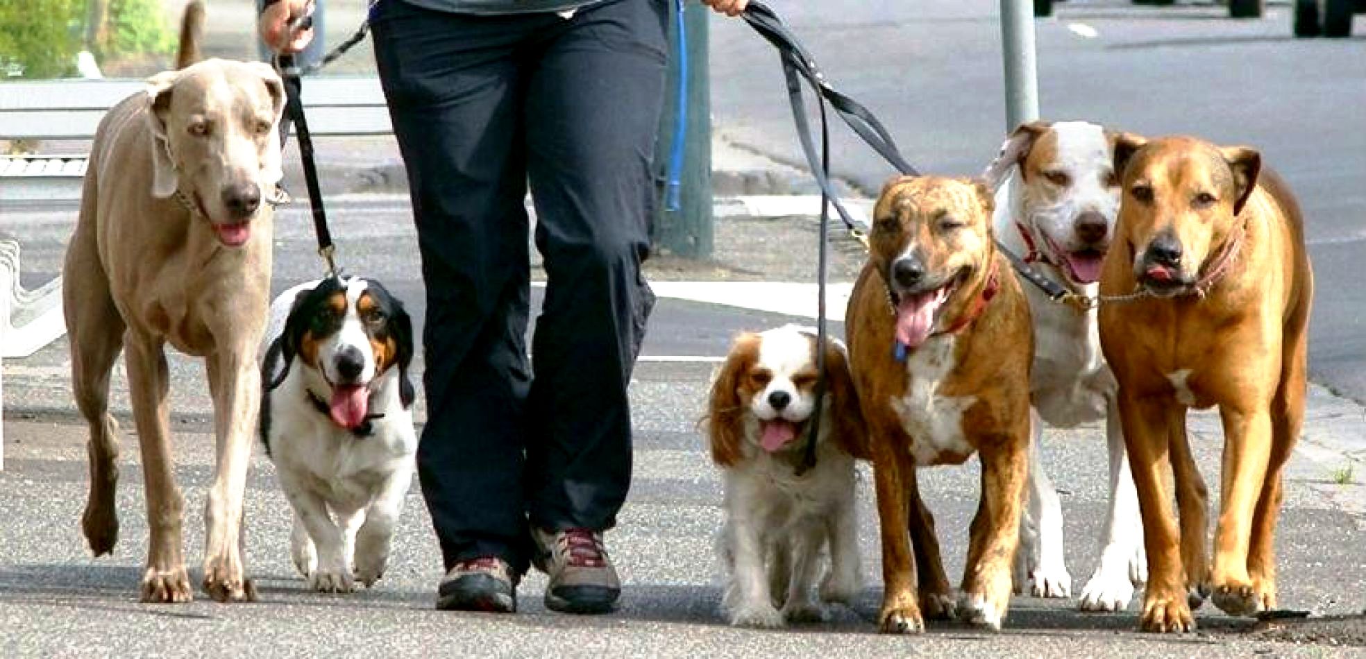 se permiten perros en el paseo del río san antonio