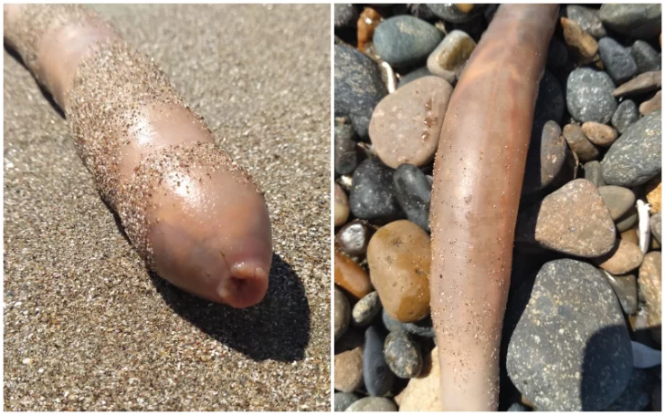 “Peces pene” aparecieron en una playa de Comodoro Rivadavia: mirá las fotos