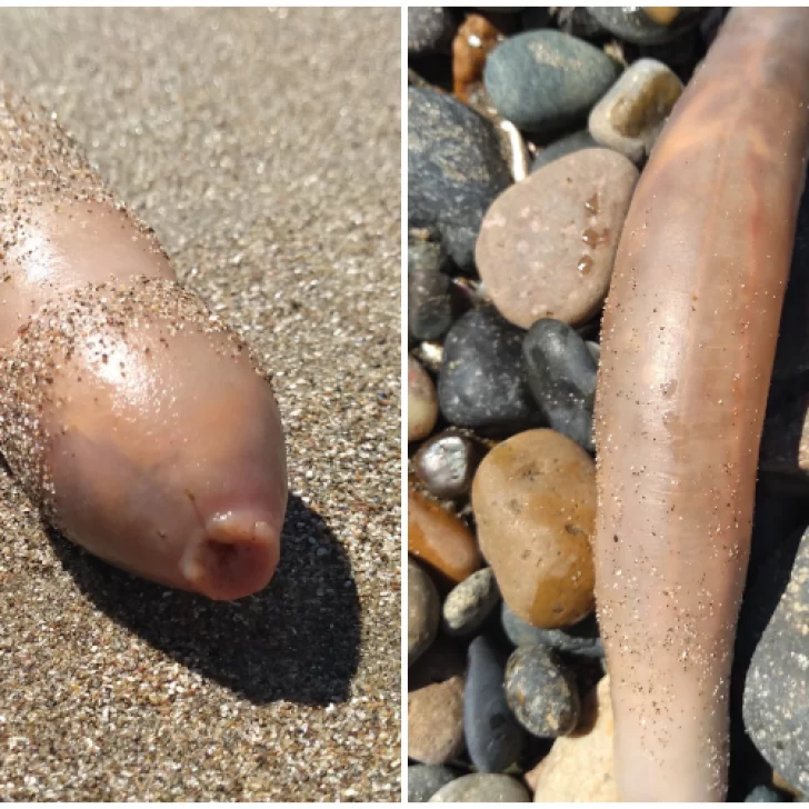 “Peces pene” aparecieron en una playa de Comodoro Rivadavia: mirá las fotos