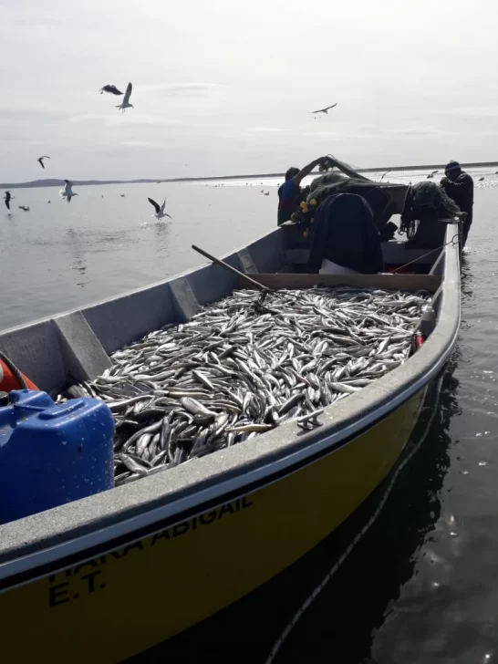 Pesca artesanal, una nueva puerta hacia la exportación