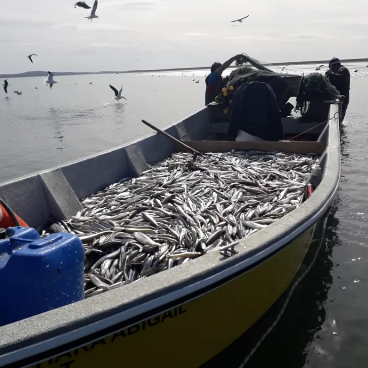 Pesca artesanal, una nueva puerta hacia la exportación