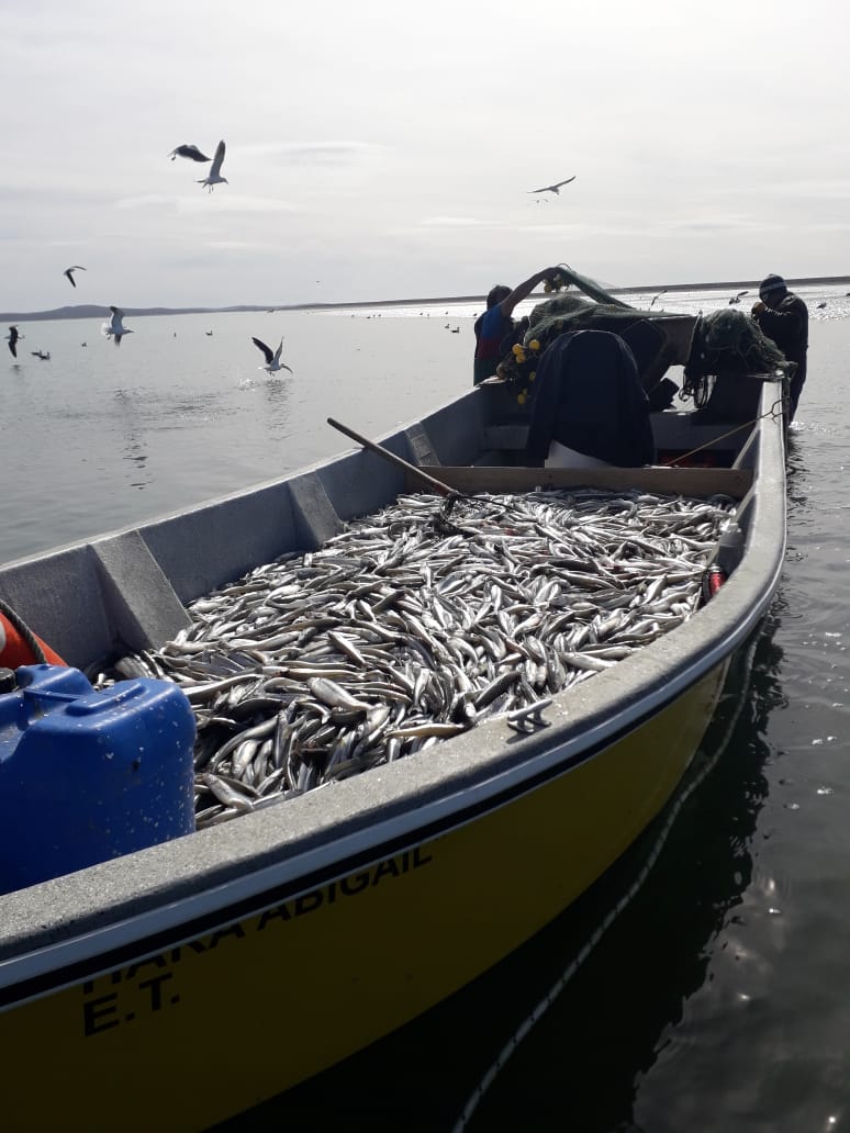 Pesca artesanal, una nueva puerta hacia la exportación