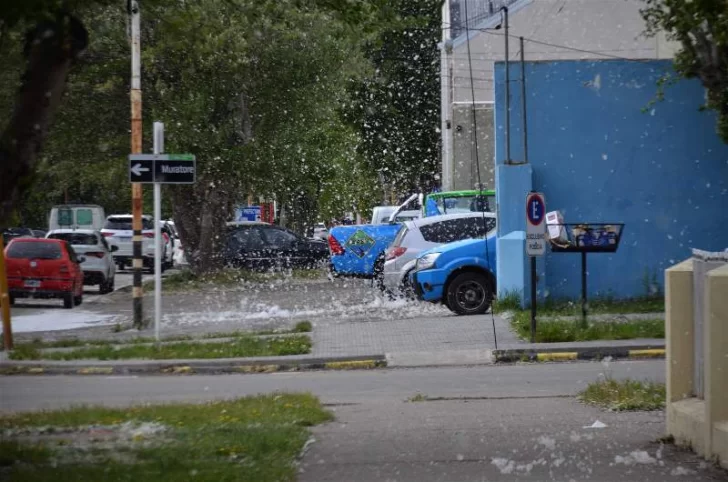 “Invasión de pelusas” en Río Gallegos: ¿qué son y de dónde provienen?