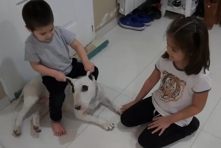 Video. Apareció la perra Bull Terrier de un niño con autismo: “Recuperamos a Kira”