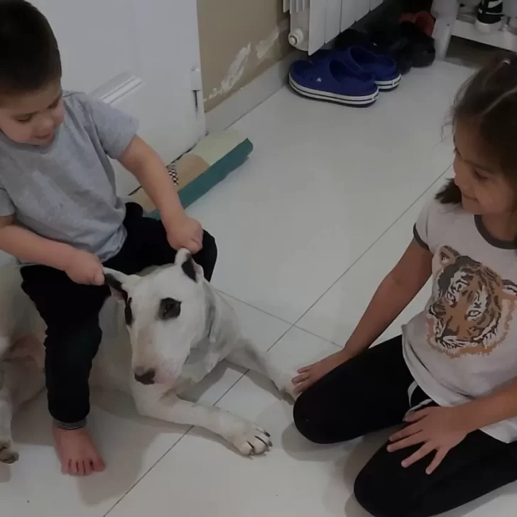 Video. Apareció la perra Bull Terrier de un niño con autismo: “Recuperamos a Kira”