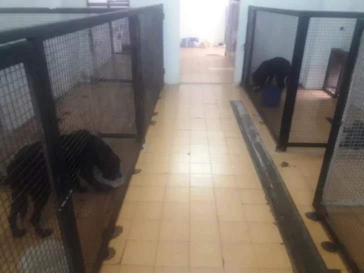 Municipio contó cómo es el nuevo trabajo con los perros de Río Gallegos