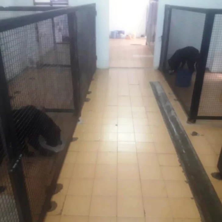 Municipio contó cómo es el nuevo trabajo con los perros de Río Gallegos Municipio contó cómo es el nuevo trabajo con los perros de Río Gallegos